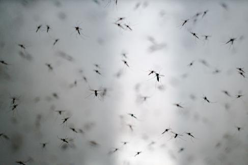 Wolbachia: A natural solution to fighting dengue in Bali