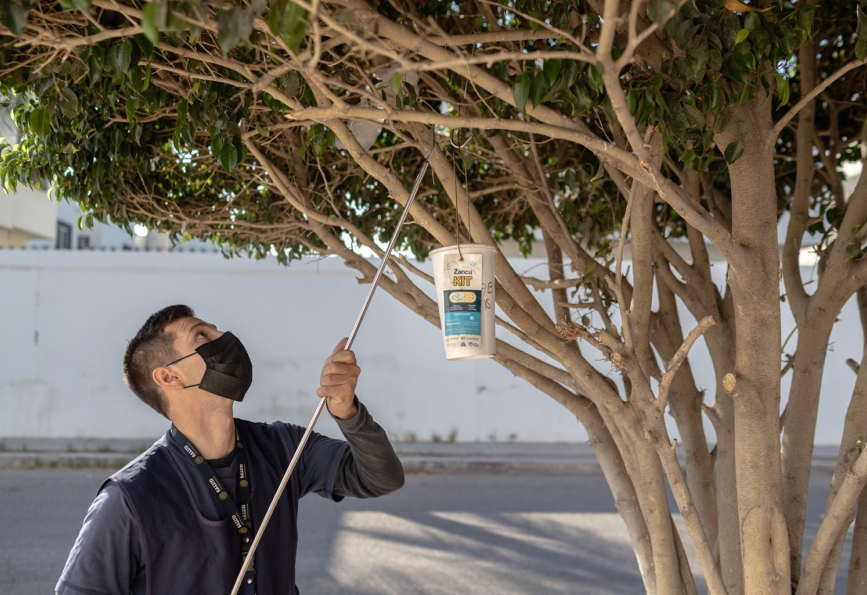 A community volunteer places a Zanukit (mosquito release container) into a tree